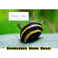 【Ocean Zone】Live Snail - Zebra Nerite Snail / Bumblebee Horn Snail / Red Spotted Nerite Snail / Blac