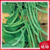 OFFER  seefs BUNCIS ITALI  / seeds ITALIAN WHITE BEAN PLANT