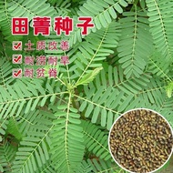 Ready Stock Quick Shipment Pasture Green Fertilizer Seeds Pasture Seeds Pasture Seeds Orchard Soil I