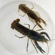 【汛潽】藍龍紋/ 龍紋 螯蝦 🦞觀賞蝦