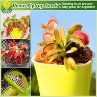 100% Legit Fresh Venus Flytrap Plant Seeds for Planting & Gardening (30 Seed) Rare Venus Flytrap Liv