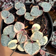 kaktus sukulen string of heart variegata