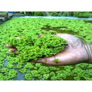 azolla 1 cup 4oz starter aquarium plant