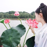 [Mr. Art] Simulation Lotus Leaf with Rod Fake Lotus Leaf Lotus Pool Lotus Pool Decoration Flower Lot