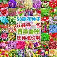 Flower Seed Four Seasons Seed Gypsophila Sunflower Cosmos Hundred Sunflower Sunflower Daisy Mint