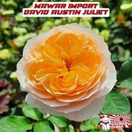 Tanaman Hias Bunga Mawar Import David Austin Juliet Mawar Impor Juliet Tanaman Hidup Rose Indoor