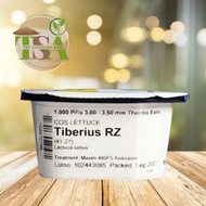 TIBERIUS RZ COS LETTUCE SEEDS | 1000 PILLS | RIJK ZWAAN