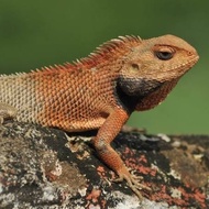 bunglon londok calotes