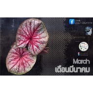 Keladi March / Caladium March