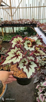 tanaman hias begonia keong baldu