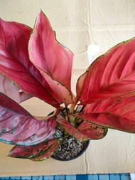 Rare Aglaonema Varieties (RED DRAGON - RED EMERALD - LUCKY RED - STARDUST) Real or Live Plants -with free plastic pots and soil