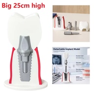 Large Dental Implant Study Model Removable Abutment Crown with Screwdriver Tool Implant Restoration 