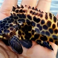 ikan krapu macan air tawar