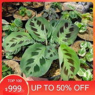 Tanaman Hias Calathea Levonaro / Kalatea Kupu - Kupu / Kalatea Puyuh