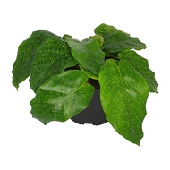Calathea Musaica 'Network' Live Plant with FREE plastic pot, pebbles and garden soil (Rare Indoor Plant ) Plant For sale