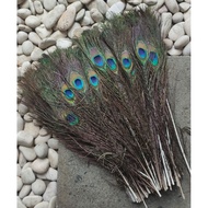 REPLIKA Peacock feather replica imitation peacock feather/ (per strand)