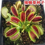 Venus flytrap seed Nepenthes piranha potted carnivorous plan