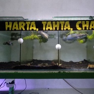 channa stewartii karbi anglong