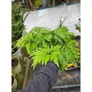 Pine fern - office decoration