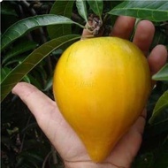 Bibit yellow sapote