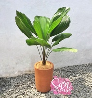 LICUALA GRANDIS | PALEM KOL | PALM KIPAS