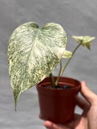 遺跡龜背竹  3 - 觀葉植物盆栽
