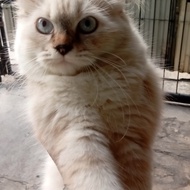 Kucing Himalaya Ragdoll