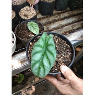 Tanaman Hias Keladi Amazon Silver--Keladi Amazon Alocasia