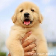 Anak anjing Golden Retriever, anjing peliharaan, anjing pemandu, anjing pencarian dan penyelamat, an