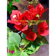 TOP RARE EXCLUSIVE ONLINE RELEASE BOUGAINVILLAE LIVE ROOTED PLANT-CHITRA FLAME