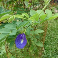 Anak pokok bunga telang