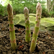 5 Mary Washington" asparagus crown, 2 Year Roots