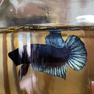 Ikan Cupang Aduan/Fighter Import Thailand SAKAI