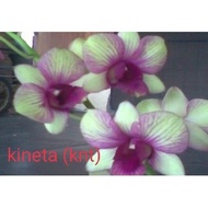 Anggrek Dendrobium Knt Dewasa