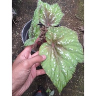 Sindo - Begonia Rex Live Plant BIAS6I6MJY