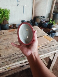Pot Bonsai Semen Dan Plastik Buat Shito Atau Mame