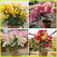 ♞,♘,♙100 Pcs Mixed Colorful Dwarf Bougainvillea Flower Seeds for Planting   Gardening Flower Plants