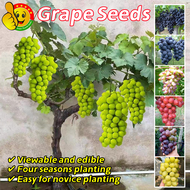 ปลูกง่าย โตไว 100 เมล็ด เมล็ดพันธุ์ องุ่น บอนสี อร่อยมาก Sweet Grape Seeds for Planting Fruit Plants Seeds Fresh Fruit Seeds for Planting Fruit Plant ต้นองุ่น พันธุ์ เมล็ดผลไม้ พันธุ์ไม้ผล บอนไซ เมล็ดพันธุ์ผลไม้ ต้นไม้ผลกินได้ ต้นผลไม้ เมล็ดพันธุ์ผัก