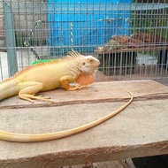 Red Albino Iguana jantan proven