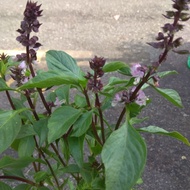 Pokok selasih ( Thai basil)