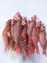 ปลาจวดแดงตากแห้ง หรือ ปลาเม็ดขุนนจากทะเลปัตตานี 500กรัม