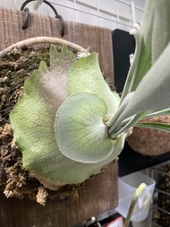 銀鹿 鹿角蕨 Platycerium veitchii