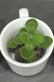 多肉小盆栽-碰碰香