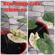 Keladi Koh Kred City / Imported thai caladium (Rare)