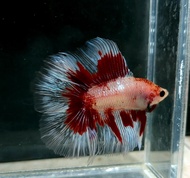 Fancy Double Tail Halfmoon  Betta Fish / Ikan Laga/ 斗鱼 (Not random fish）