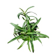 MM- Anak Pokok Rumput Beijing / Murdania grass sapling / pokok kecil / Rumput Siti Khadijah / pokok herba