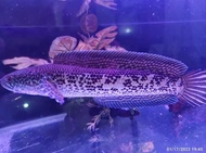 TERMURAH Ikan Channa Auranti JUMBO Size 30 cm