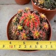 (caimd) กระบองเพชร แคคตัส cacuts Gymnocalycium "Multicolor Variegated" /ยิมโนคาไลเซียม มัลติโคเลอร์ ยิมโนเรนโบว์ยิมโน7ส