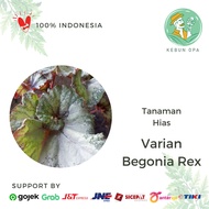 Tanaman Hias Begonia Rex Bermacam Variasi - Bibit Tanaman Hias Begonia