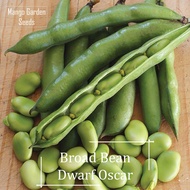 Dwaft Oscar Board Bean Seeds - 5 Large Seed *Pot Friendly* Fava Bean - Mango Garden Seed